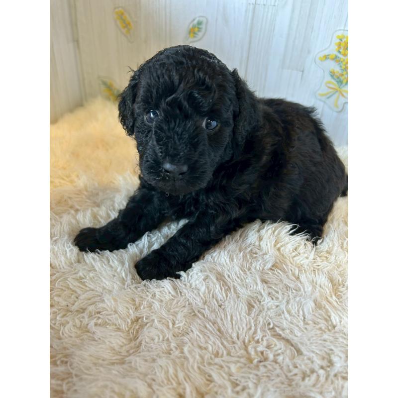 販売中の群馬県のトイプードル-440228の4枚目