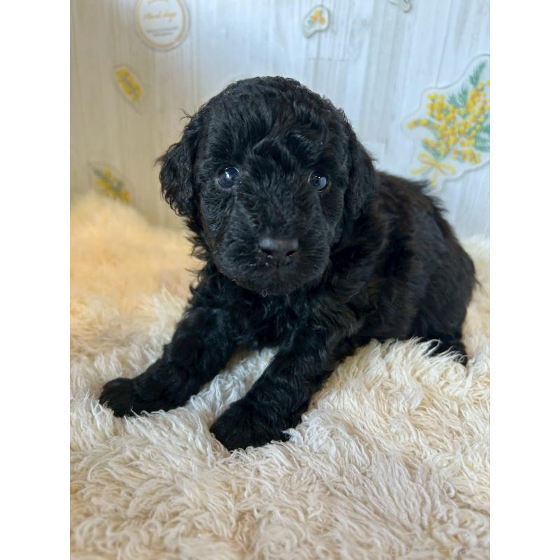 販売中の群馬県のトイプードル-440228