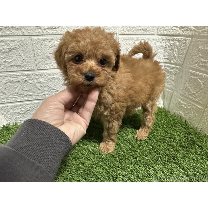 販売中の愛媛県のトイプードル-439205