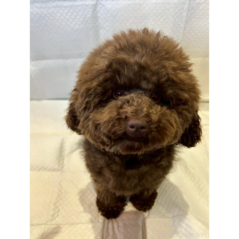 販売中の群馬県のトイプードル-440228の2枚目