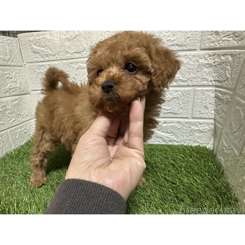 成約済の愛媛県のトイプードル-439205の2枚目