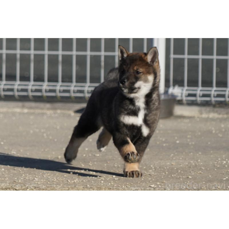 販売中の愛媛県の四国犬-440230の8枚目