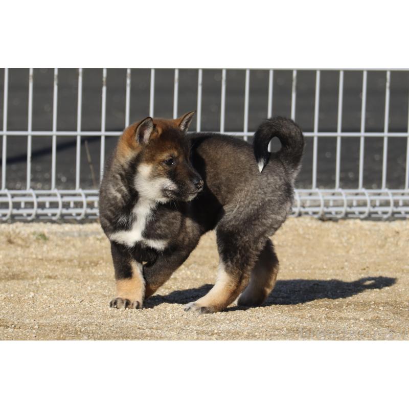 販売中の愛媛県の四国犬-440230の7枚目