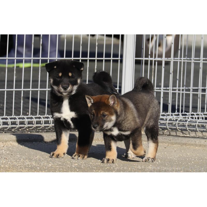 販売中の愛媛県の四国犬-440230の6枚目