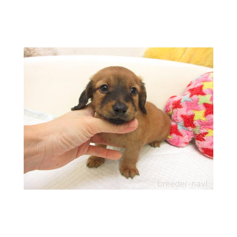 販売中の大阪府のミニチュアダックスフンド(ロングヘアード)-440229の2枚目