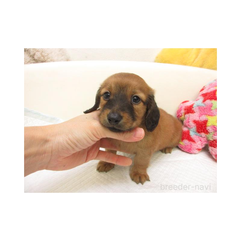 販売中の大阪府のミニチュアダックスフンド(ロングヘアード)-440229の1枚目