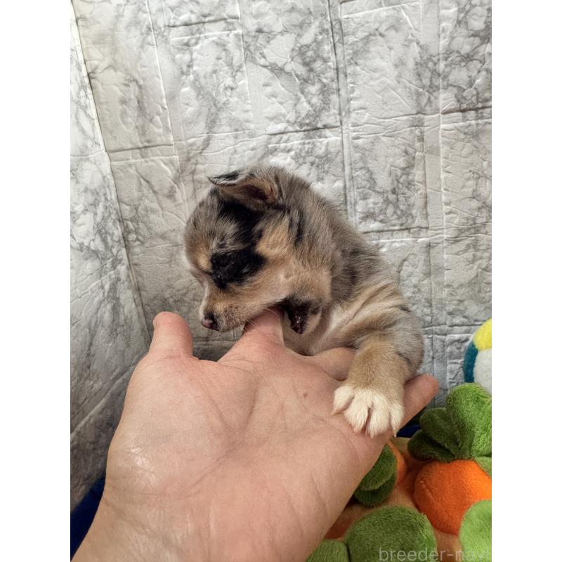 販売中の茨城県のミックス犬-434031の12枚目