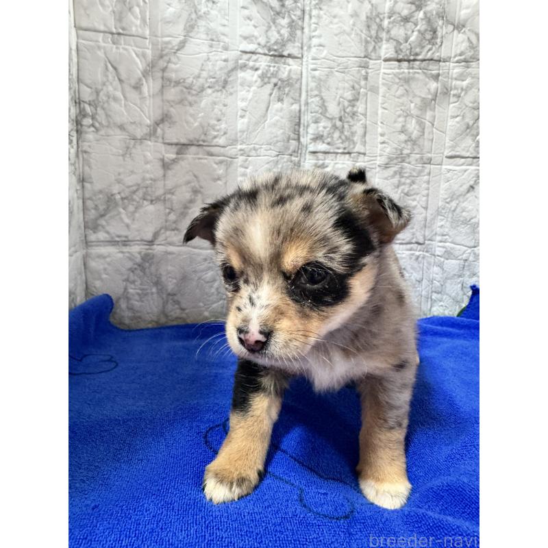 販売中の茨城県のミックス犬-434031の11枚目