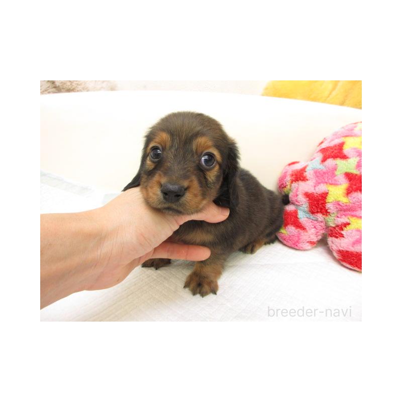 販売中の大阪府のミニチュアダックスフンド(ロングヘアード)-440232の2枚目