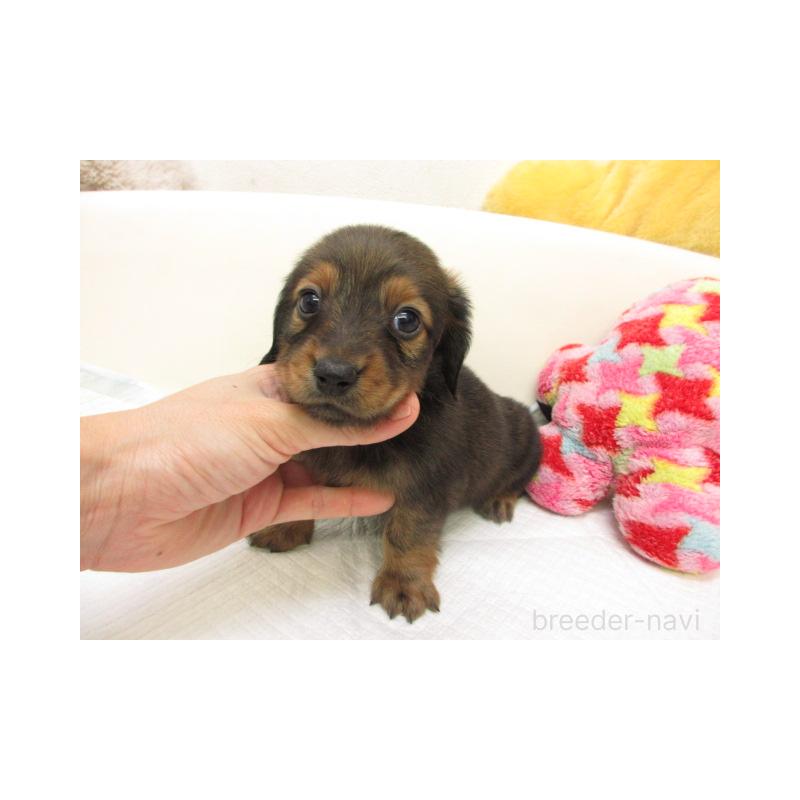 販売中の大阪府のミニチュアダックスフンド(ロングヘアード)-440232