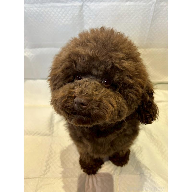 販売中の群馬県のトイプードル-440233の6枚目