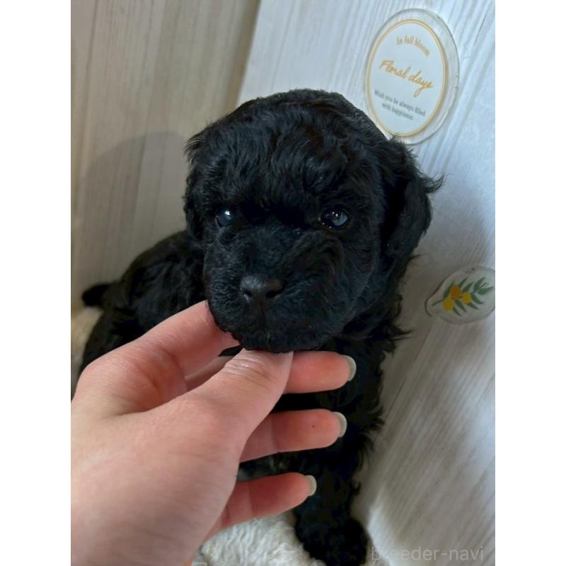 販売中の群馬県のトイプードル-440233の5枚目