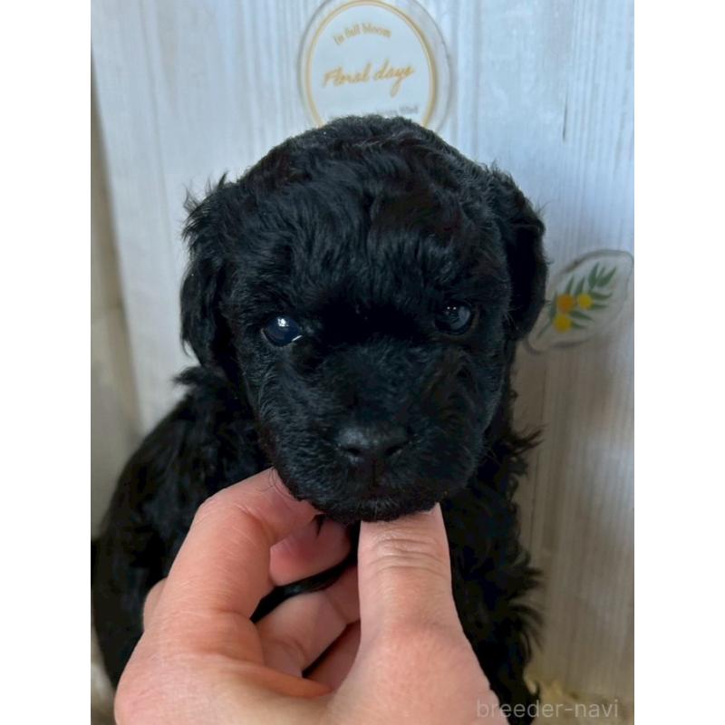 販売中の群馬県のトイプードル-440233の2枚目