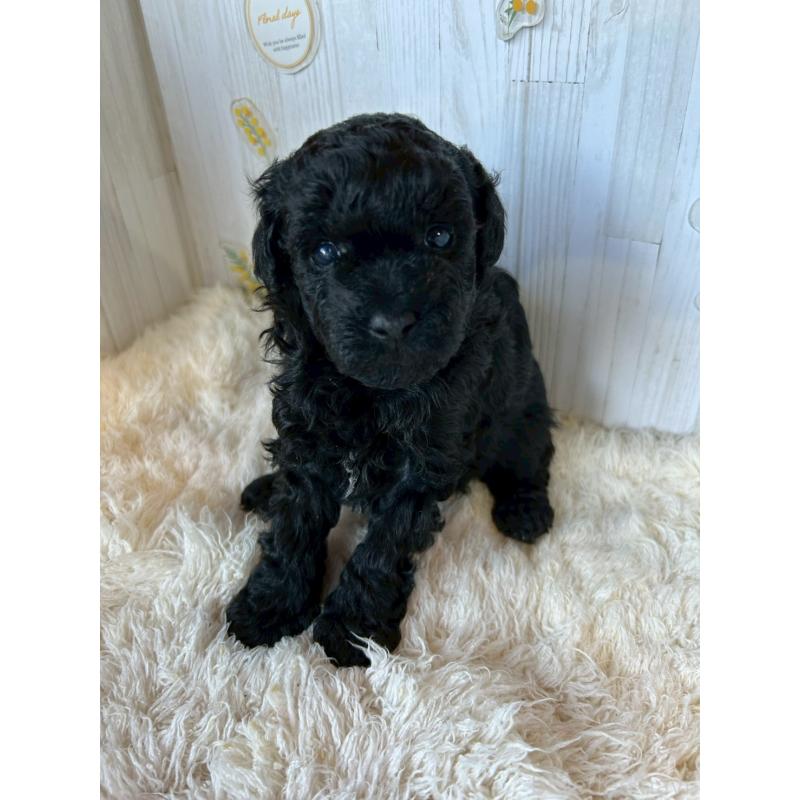 販売中の群馬県のトイプードル-440233の1枚目