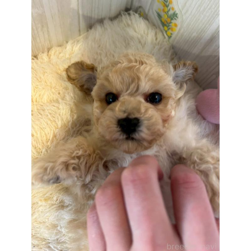 販売中の群馬県のトイプードル-440234の4枚目