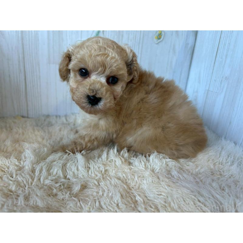 販売中の群馬県のトイプードル-440234の3枚目