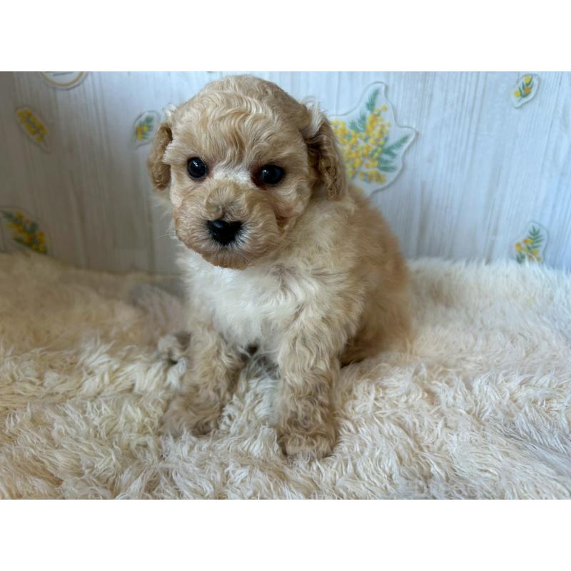 販売中の群馬県のトイプードル-440234の2枚目