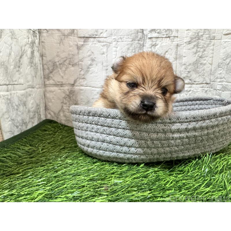 販売中の茨城県のポメラニアン-440235の3枚目