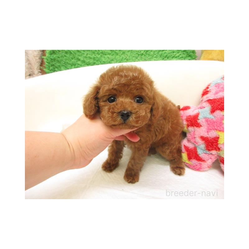 販売中の大阪府のトイプードル-440236の2枚目