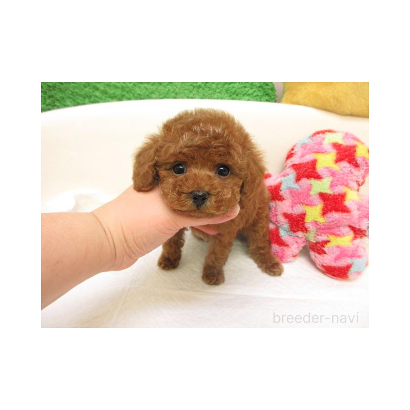 販売中の大阪府のトイプードル-440236