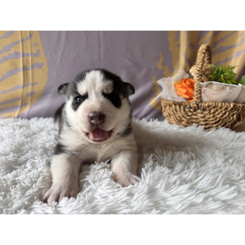 販売中の茨城県のシベリアンハスキー-440237の5枚目