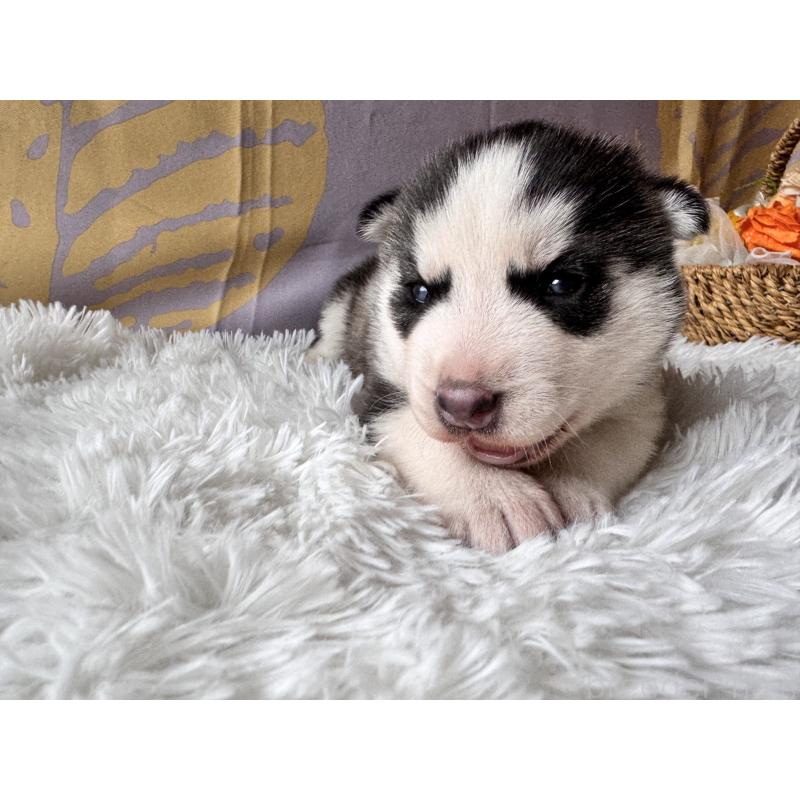 販売中の茨城県のシベリアンハスキー-440237の4枚目