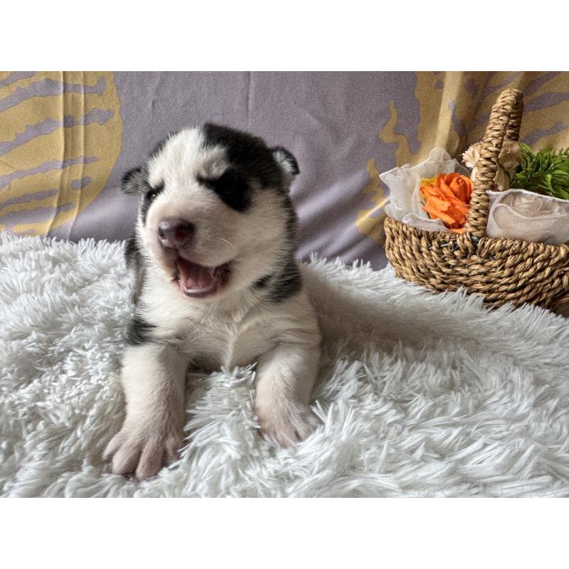 販売中の茨城県のシベリアンハスキー-440237の3枚目