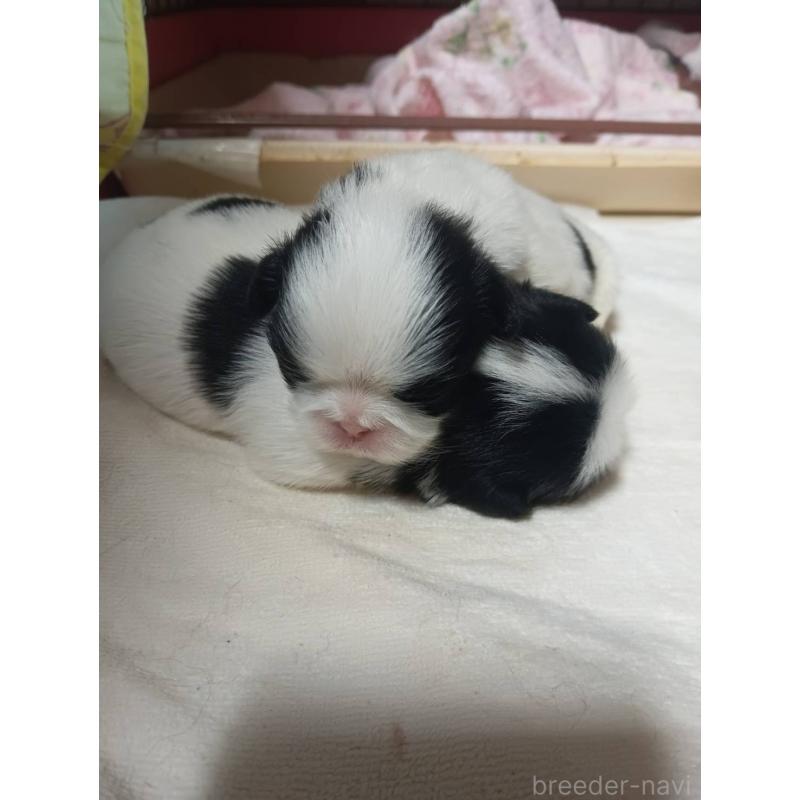 販売中の岡山県の狆 (チン)-440239の5枚目