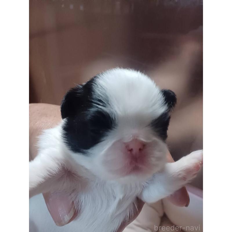 販売中のの狆 (チン)-440239