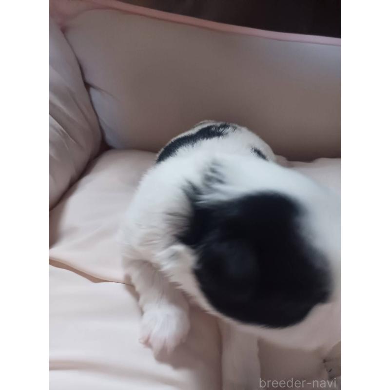 販売中の岡山県の狆 (チン)-440239の3枚目