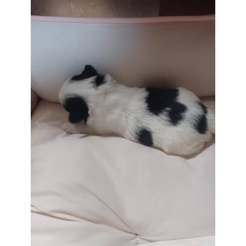 販売中の岡山県の狆 (チン)-440239の2枚目