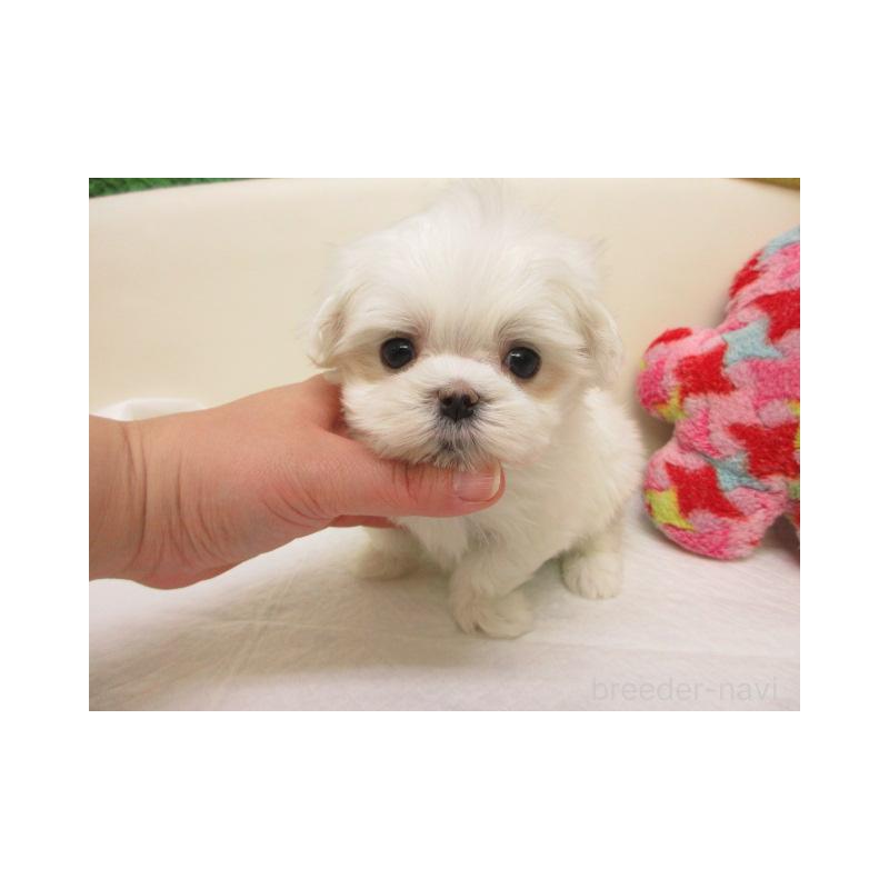 販売中の大阪府のマルチーズ-440240の1枚目