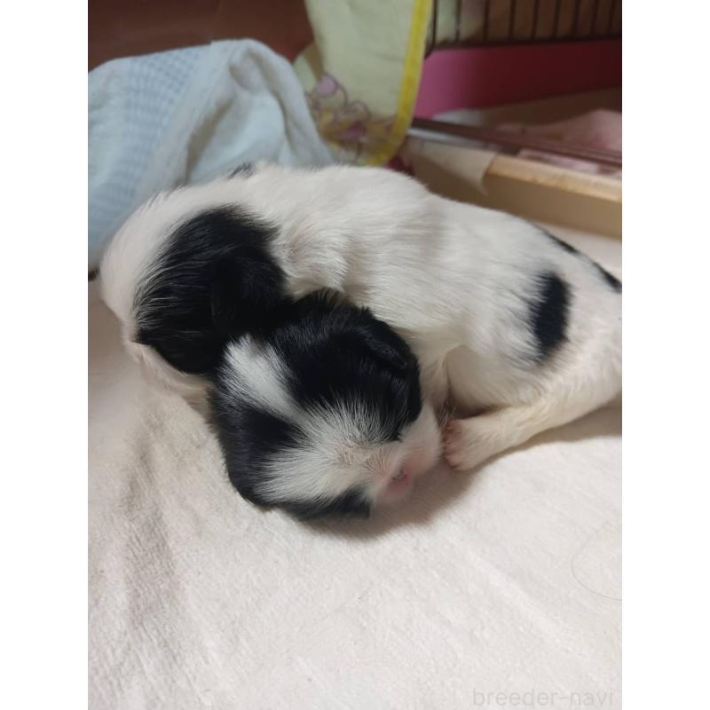 販売中の岡山県の狆 (チン)-440241の4枚目