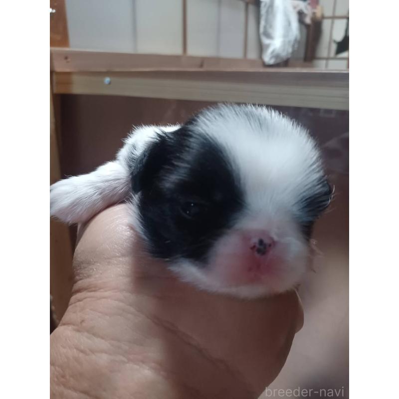 販売中の岡山県の狆 (チン)-440241