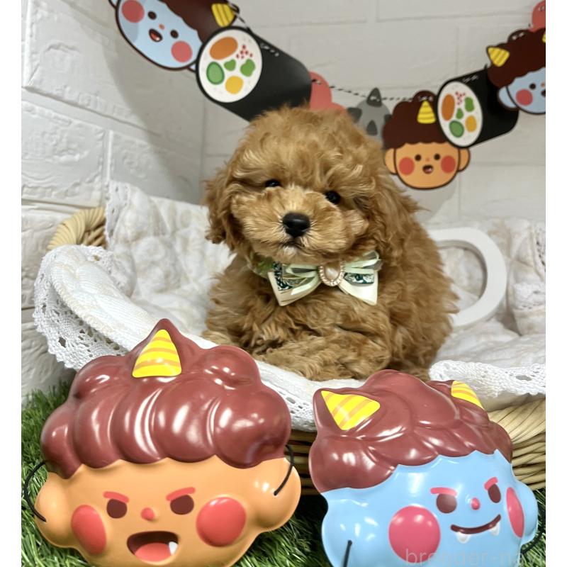 成約済の愛知県のトイプードル-429742の4枚目