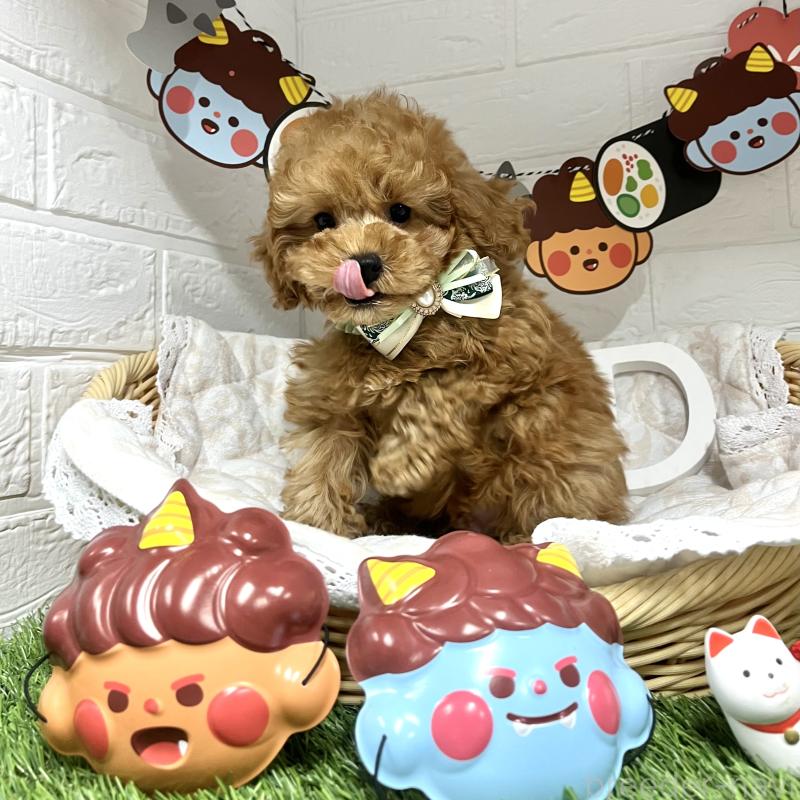 成約済の愛知県のトイプードル-429742の3枚目