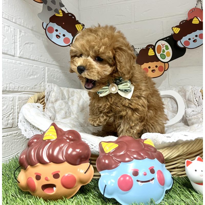 成約済の愛知県のトイプードル-429742の2枚目