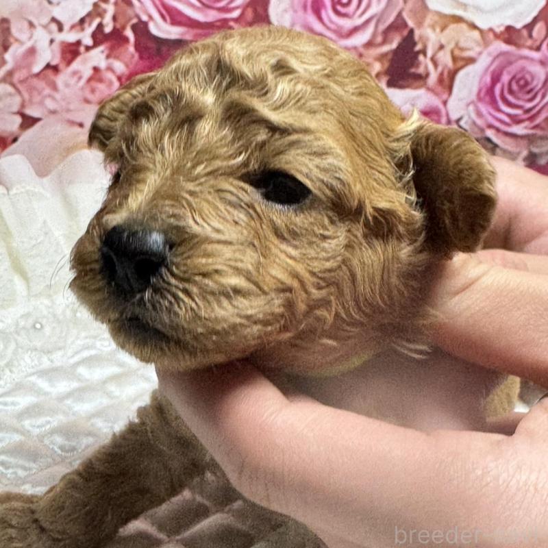 販売中の広島県のトイプードル-440242の5枚目