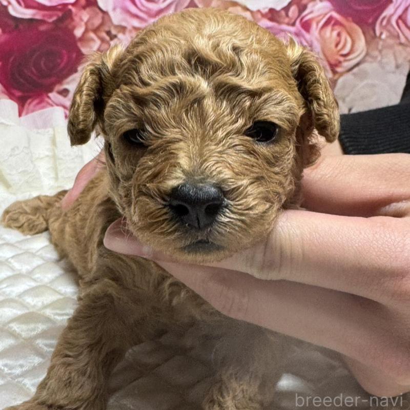 販売中の広島県のトイプードル-440242の4枚目