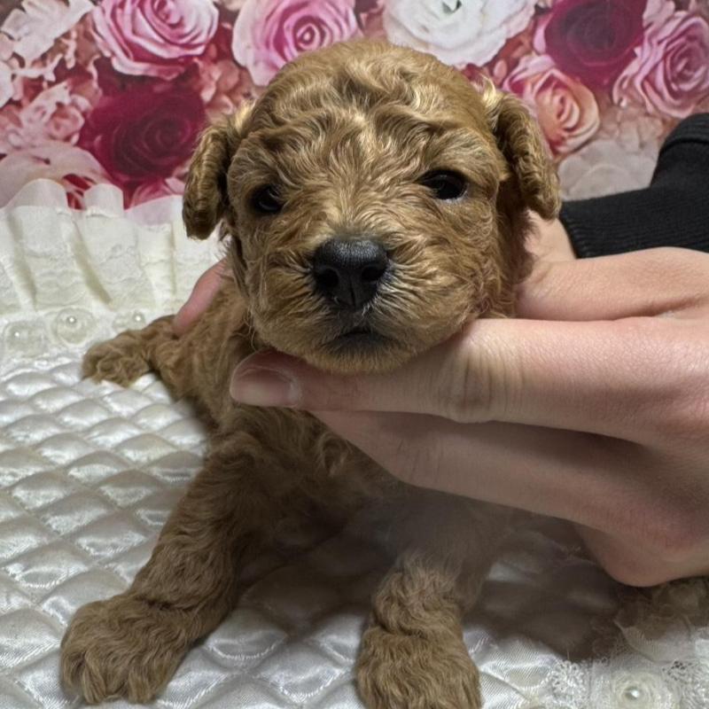 販売中の広島県のトイプードル-440242の3枚目