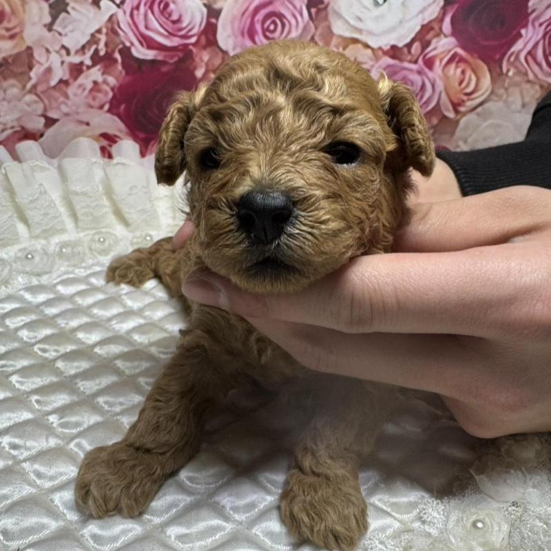 販売中の広島県のトイプードル-440242の2枚目