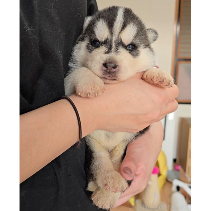 販売中の長野県のシベリアンハスキー-440243の2枚目