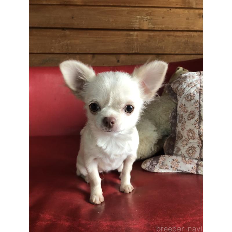 販売中の兵庫県のチワワ(ロングコート)-413797の15枚目