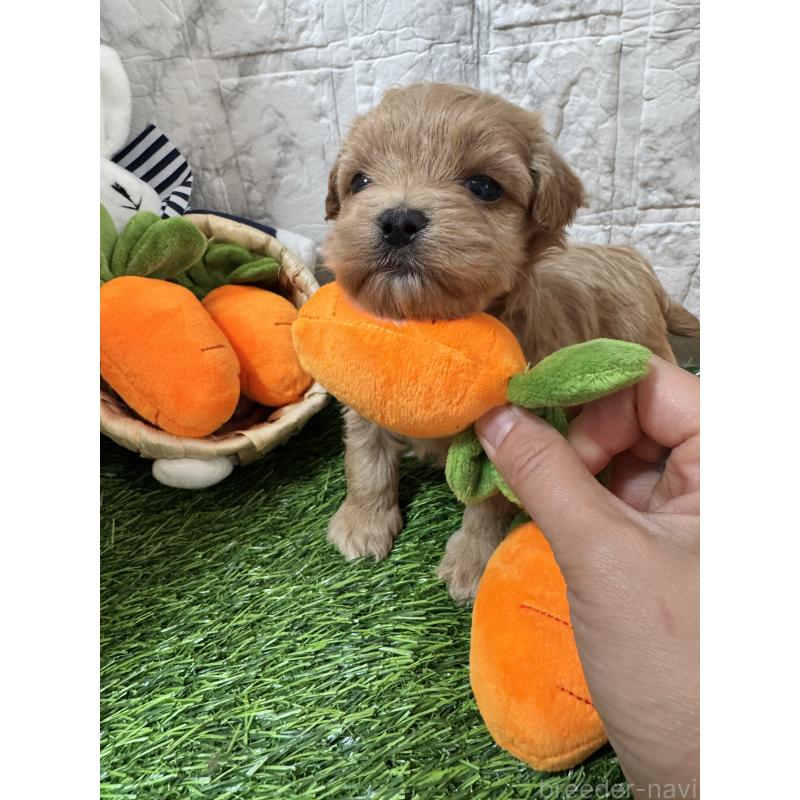 販売中の茨城県のマルプー:マルチーズ×トイプードル-440246の3枚目