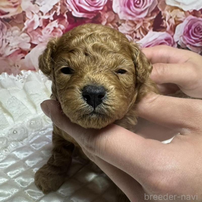 販売中の広島県のトイプードル-440244の1枚目