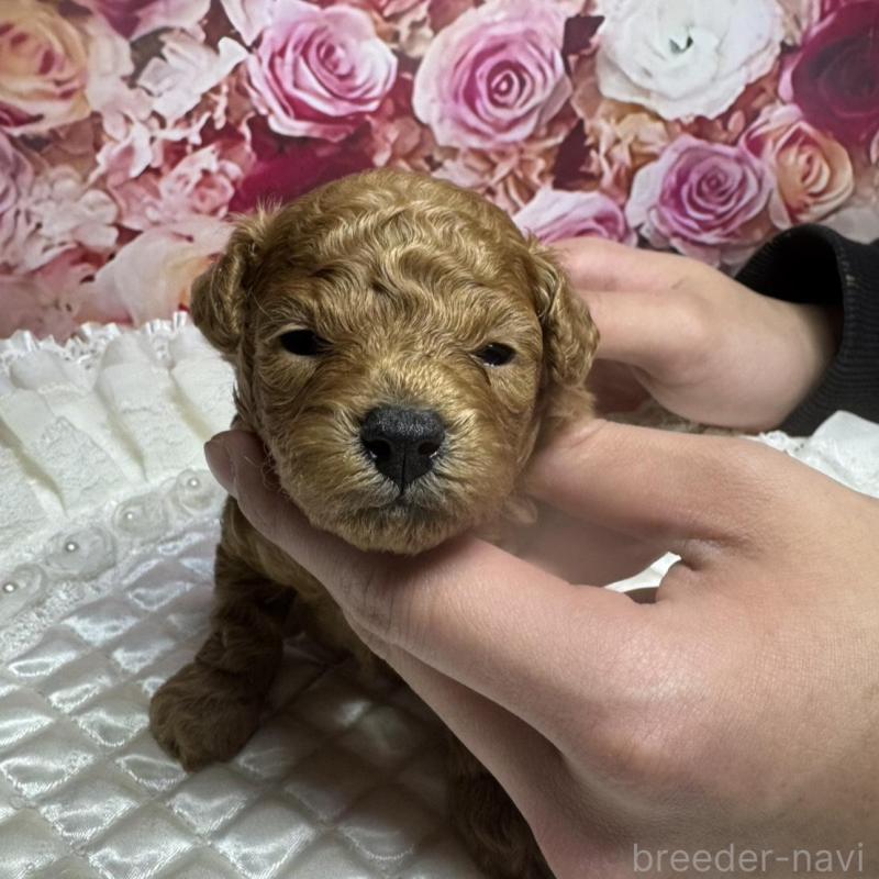 販売中の広島県のトイプードル-440244の5枚目