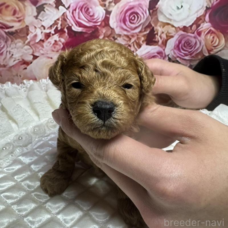 販売中の広島県のトイプードル-440244の4枚目