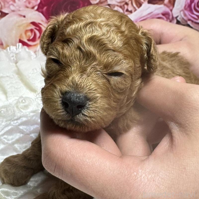 販売中の広島県のトイプードル-440244の3枚目