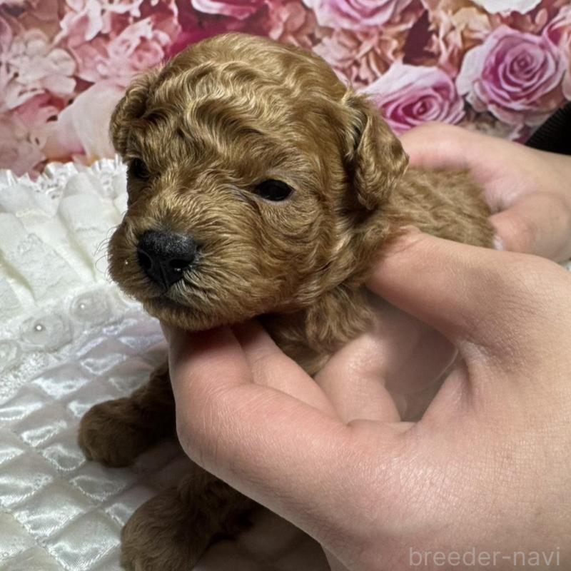 販売中の広島県のトイプードル-440244の2枚目