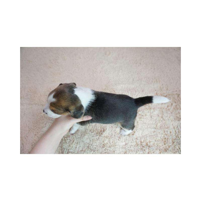 販売中の奈良県のビーグル-440245の5枚目